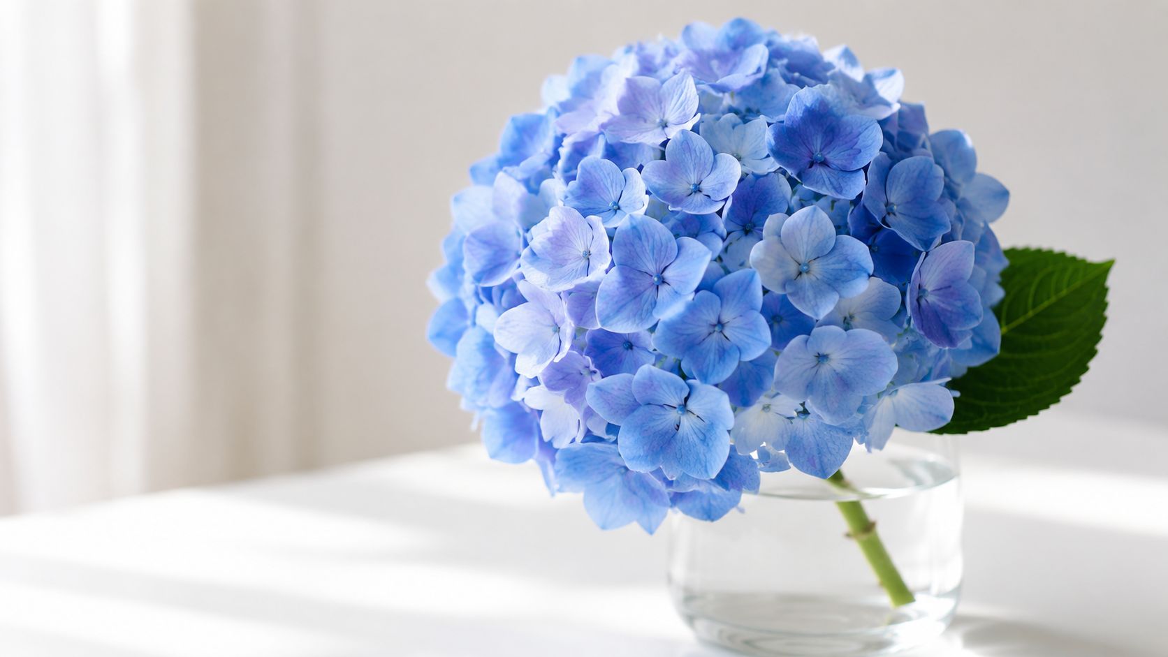 Un hermoso ramo de flores azules de hortensias en un jarrón de vidrio sobre una mesa blanca.