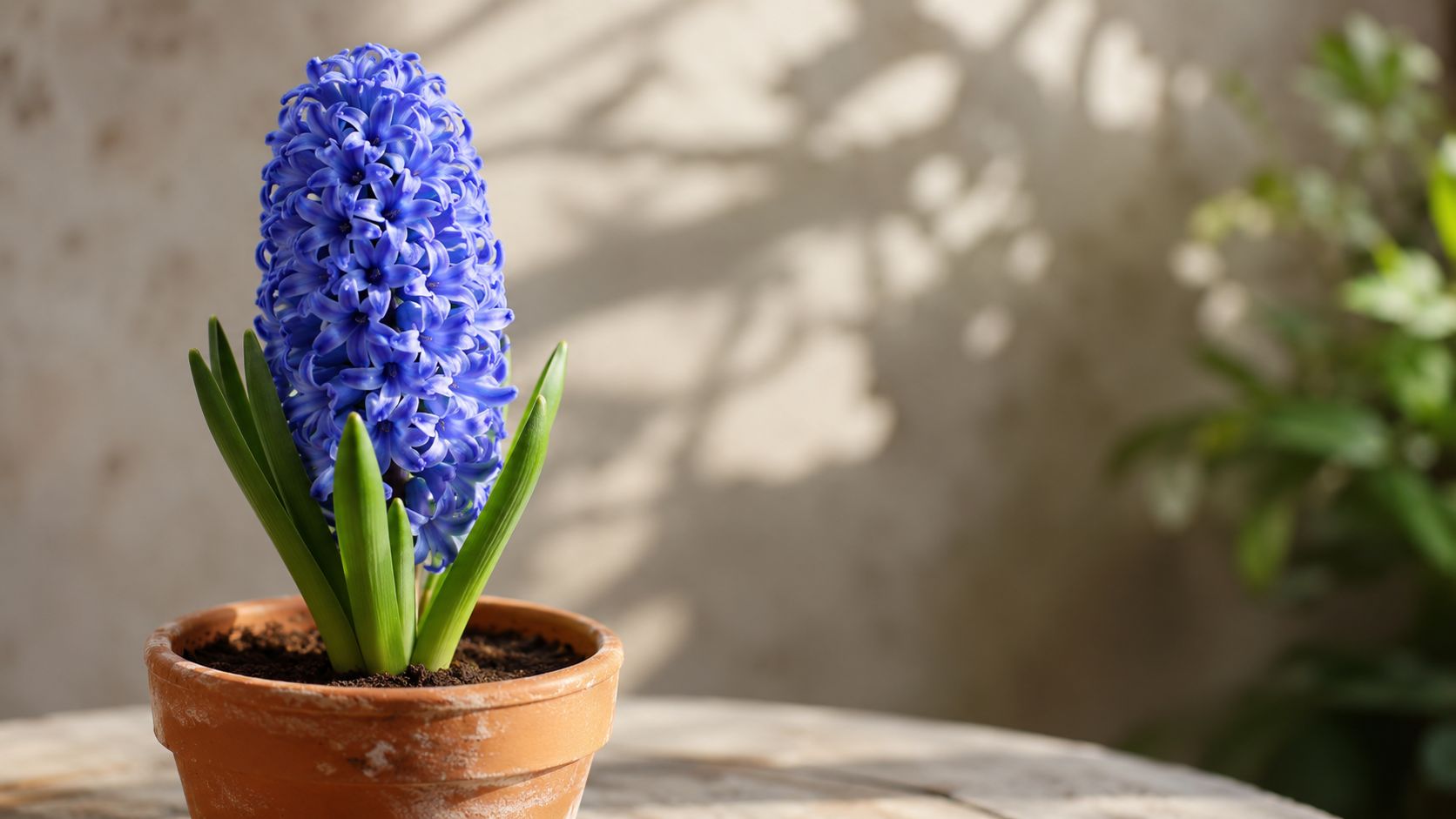 Una hermosa planta de jacinto con flores de color azul vibrante en una maceta de terracota