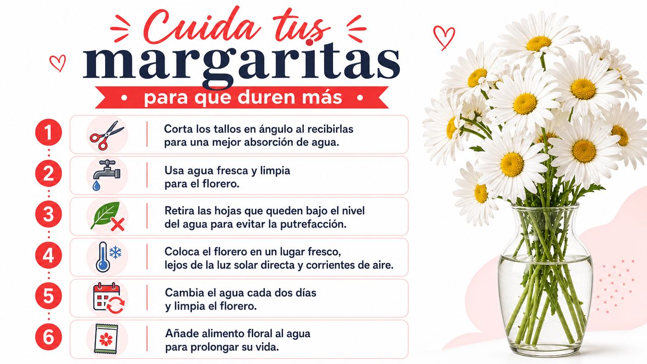 Infografía con seis consejos prácticos para cuidar margaritas frescas y que duren más tiempo en florero.
